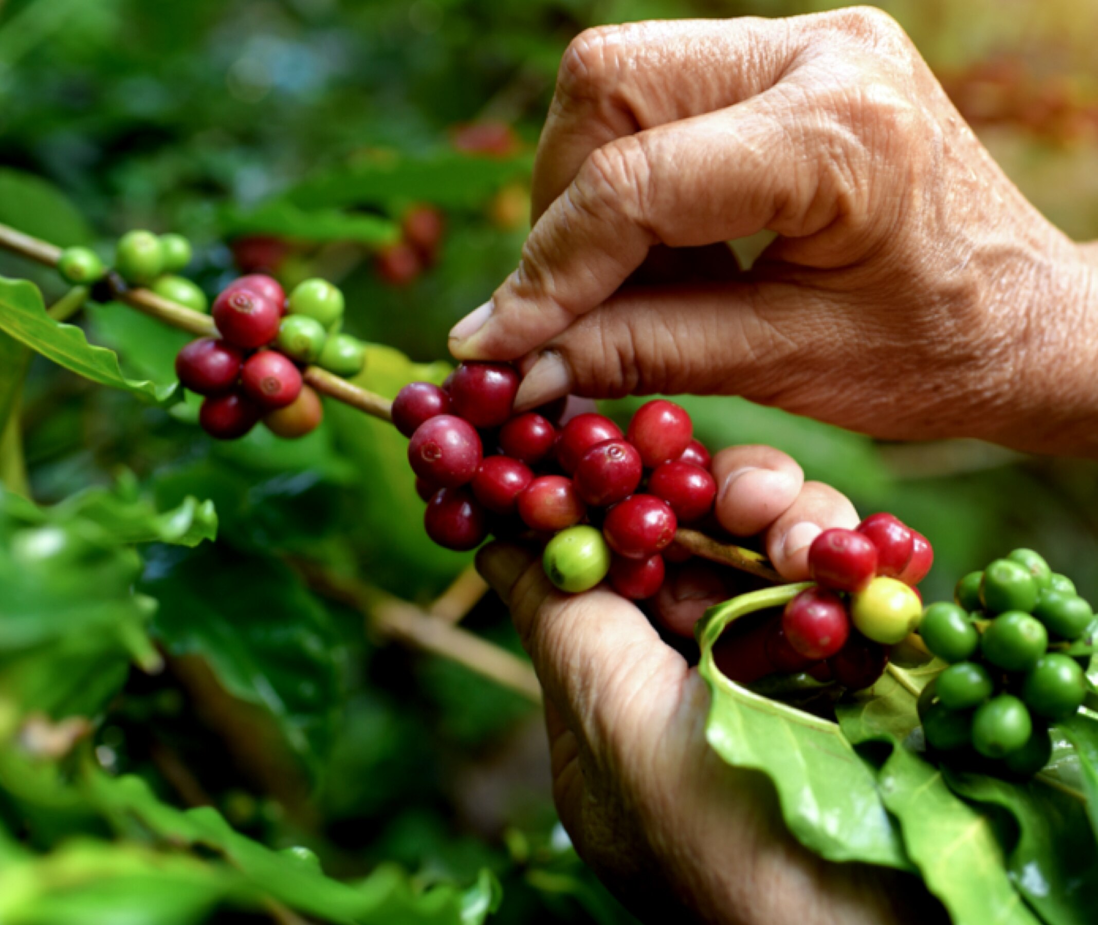pessoa a colher gr&atilde;os de caf&eacute;