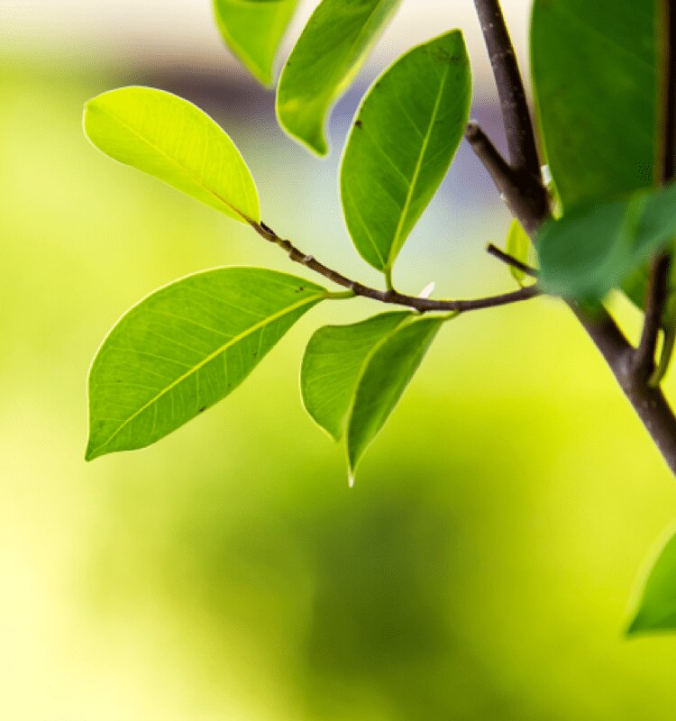 paper based leaves 3x
