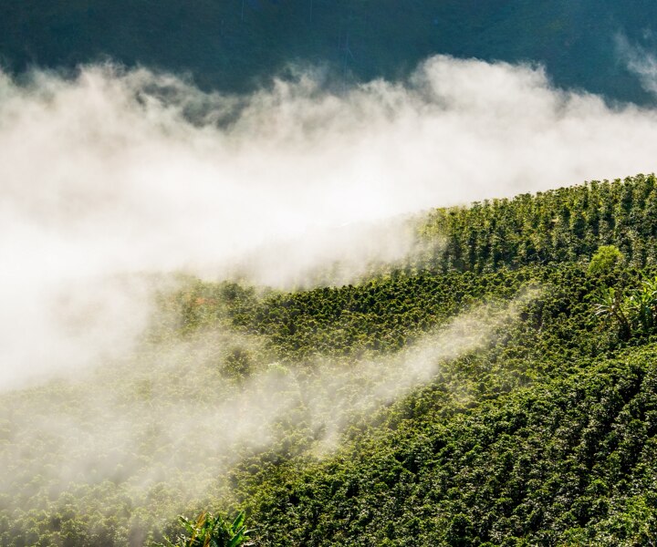 Vista das pantações de café