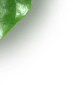 Canto de uma folha verde em foco