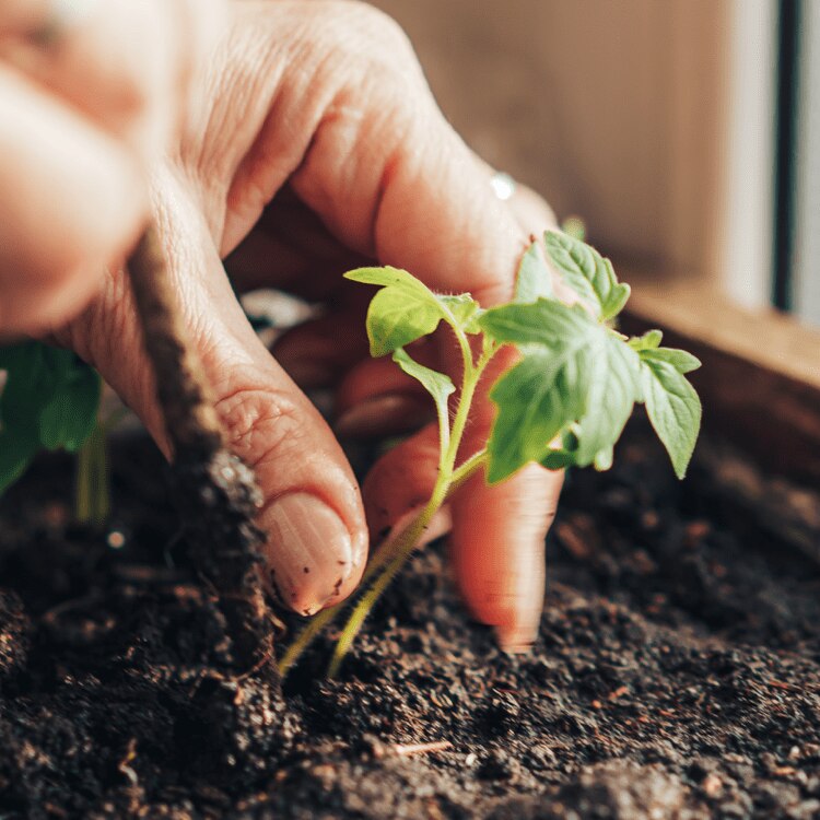 Compostagem Cápsulas NEO