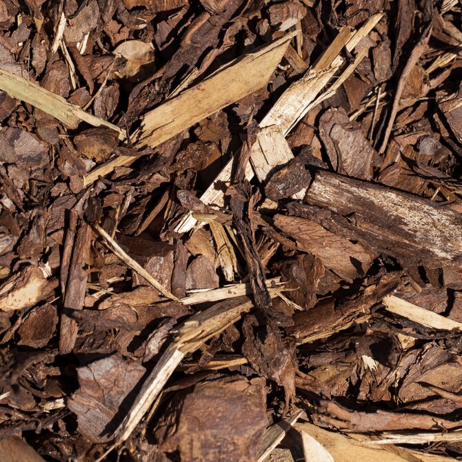 Casca de madeira usada como cobertura vegetal