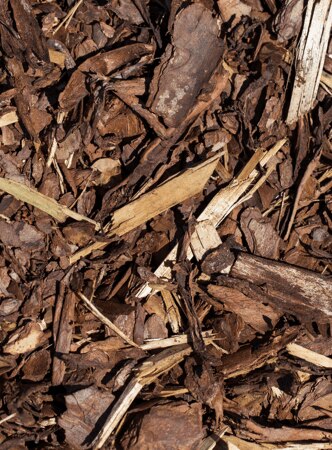 Casca de árvore castanha