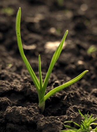 Planta a nascer em terra húmida