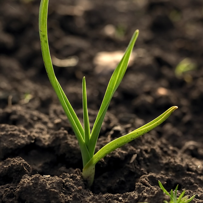 Broto verde de planta em solo fértil