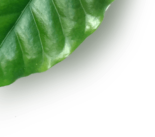 Folha verde da planta do café