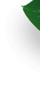 Folha verde da planta do café