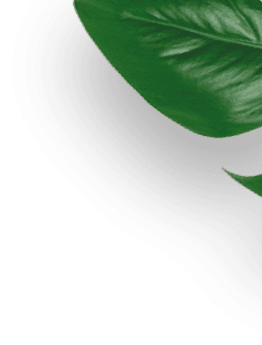 Folha verde realista