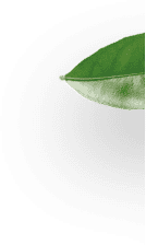 Folha verde na beira, fundo transparente