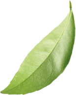 Uma folha verde isolada