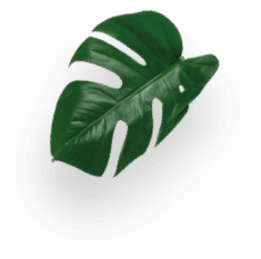 NEO Lungo 12 C&aacute;psulas decoration Image